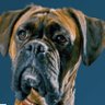 Ujesha's profile picture