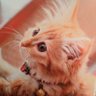 Profilbild von 野良猫🔖🐾