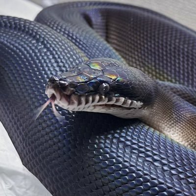 Sirène's profile picture