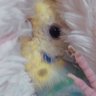 おしゅし's profile picture