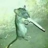 Rato Miserável 的头像