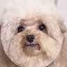 Del Perro🏴 的头像
