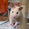 ほっぺぱんぱん profil fotoğrafı
