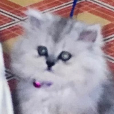 Umisuzumeee_2's profile picture