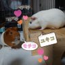 しょーたまん(筑前) profil fotoğrafı