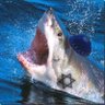 Profilbild von SharkWithAJewHat