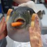 JustaFeesh's profile picture
