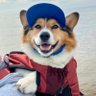 Winston Corgi Dog 的头像