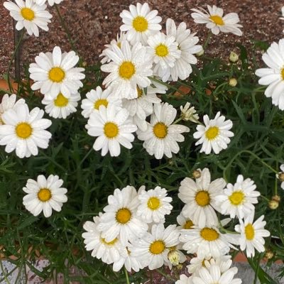 sn_lsi12604's profile picture
