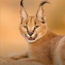 Фото профиля فحل سوداني سريه تامه
