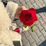 Profilbild von 🌹