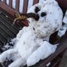 Фото профиля Snowman Blues