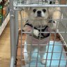 ゆうもんち 的头像