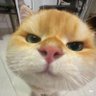 Profilbild von Anakoran9