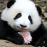 Profilbild von 花局(🇺🇸全网提出美国低智商优势第一人)