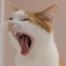 うしお🐱チョビU･ェ･U's profile picture