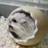 コメ's profile picture