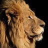 Profilbild von king