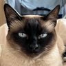 Marmeladov's profile picture
