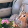 athari🦒🌱's profile picture