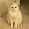lu’lu’ profil fotoğrafı