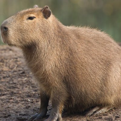 cuitancapybara's profile picture