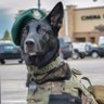 General Stop it.'s profile picture