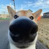 F1ne's profile picture