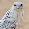 ⚡️ شاعر ⚡️ profil fotoğrafı