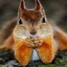 Astronaut squirrel 的头像