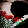 Profilbild von Sayedeh🇵🇸