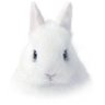 Papiko's profile picture