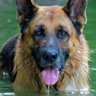 Friend of the GSD Officer 的头像