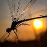 Dragon Fly's profile picture