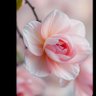 Arzoo sawant profil fotoğrafı