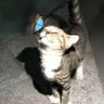 Lucky profil fotoğrafı