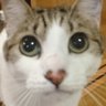なこ's profile picture