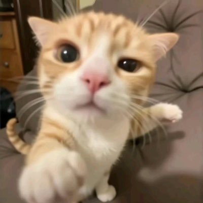 loverofcrime's profile picture