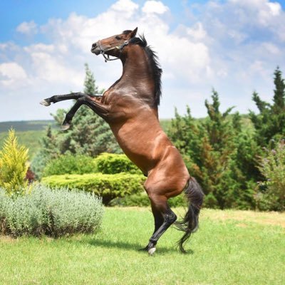 ERAY HAZAR's profile picture