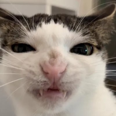 cats being cats's profile picture