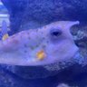 Фото профиля Рыба-пила 🐠🪼🐙