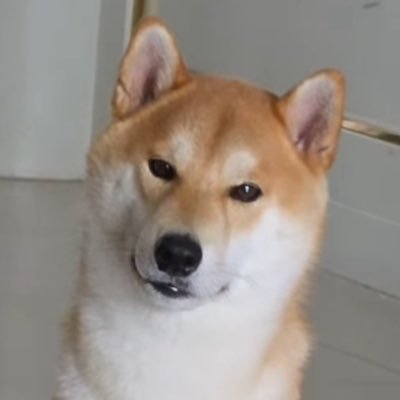 Softwhan 🃏's profile picture