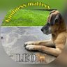 LEO🐕 Kindness,Love❤️&Boops👉🏻's profile picture
