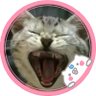 ひとの言葉を話すネコ🌸's profile picture