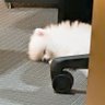 su suya's profile picture