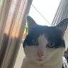 Josselien de Haaij profil fotoğrafı
