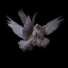 Ali's profile picture