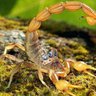 Scorpion King🐝🇵🇸 profil fotoğrafı