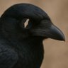 Profilbild von Silent Crow