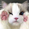 ︎ぴっぴ profil fotoğrafı